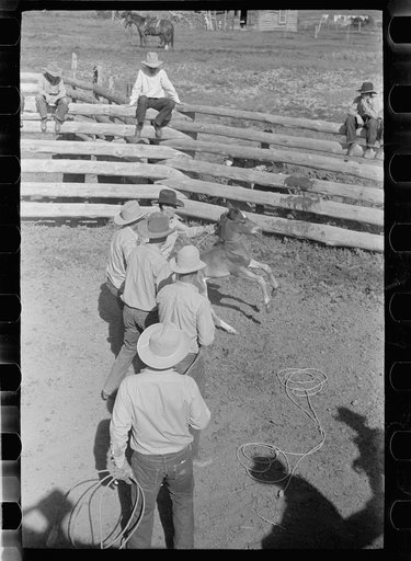 Roping colt for branding, Quarter Circle U roundup, Montana