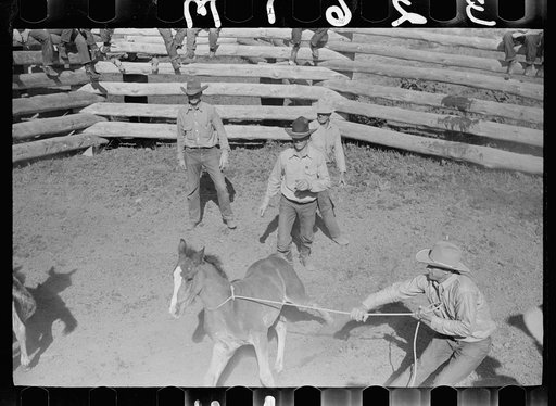 Untitled photo, possibly related to: Roping colt for branding, Quarter Circle U roundup, Montana
