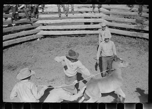 Untitled photo, possibly related to: Roping colt for branding, Quarter Circle U roundup, Montana