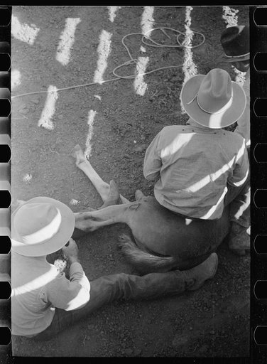 Untitled photo, possibly related to: Roping colt for branding, Quarter Circle U roundup, Montana