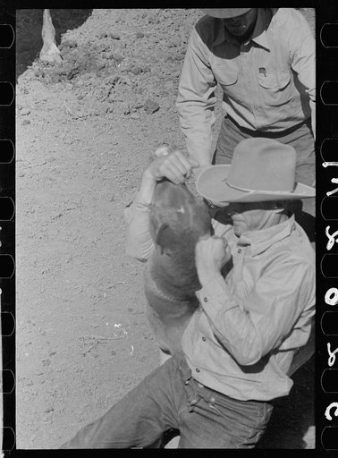 Untitled photo, possibly related to: Roping colt for branding, Quarter Circle U roundup, Montana