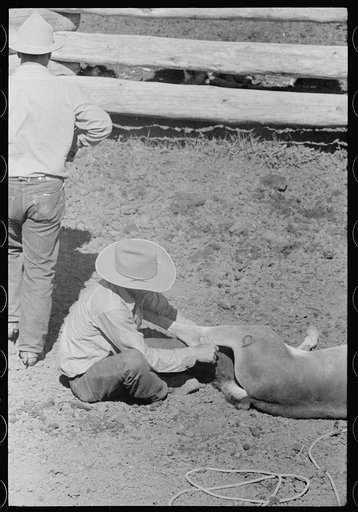 Untitled photo, possibly related to: Branding a colt, Quarter Circle U roundup, Montana