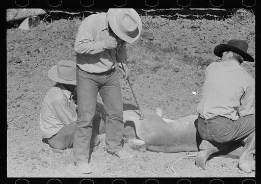 Branding a colt, Quarter Circle U roundup, Montana