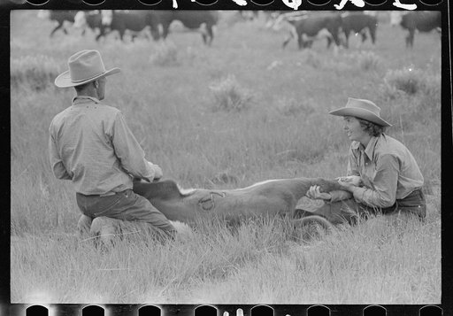 Untitled photo, possibly related to: Branding, Quarter Circle U Ranch roundup, Montana