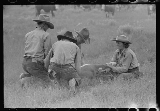 Untitled photo, possibly related to: Branding, Quarter Circle U Ranch roundup, Montana