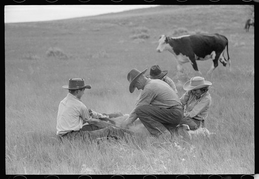 Untitled photo, possibly related to: Branding, Quarter Circle U Ranch roundup, Montana