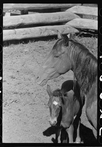 Untitled photo, possibly related to: Branding a colt, Quarter Circle U roundup, Montana