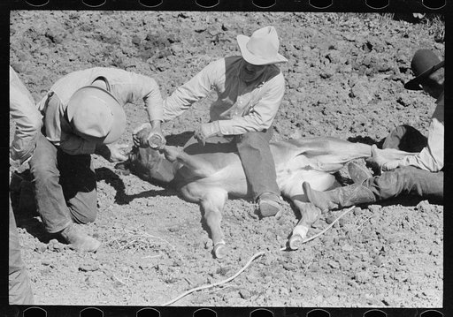 Untitled photo, possibly related to: Branding a colt, Quarter Circle U roundup, Montana