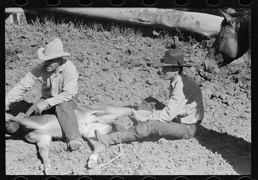 Untitled photo, possibly related to: Branding a colt, Quarter Circle U roundup, Montana