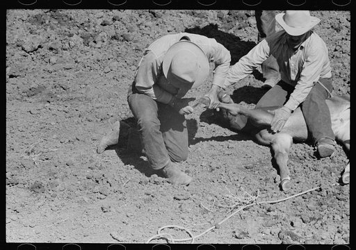 Untitled photo, possibly related to: Branding a colt, Quarter Circle U roundup, Montana