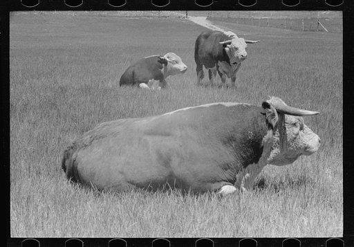 Untitled photo, possibly related to: Hereford bull, Quarter Circle U roundup, Montana