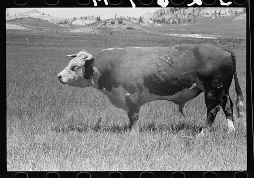 Untitled photo, possibly related to: Hereford bull, Quarter Circle U roundup, Montana