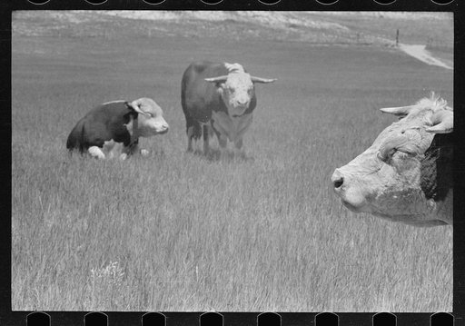 Untitled photo, possibly related to: Hereford bull, Quarter Circle U roundup, Montana
