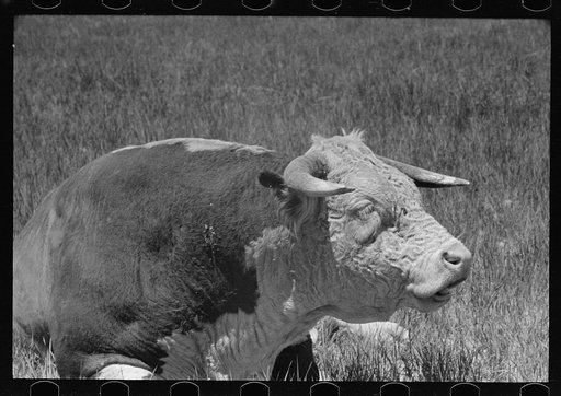 Untitled photo, possibly related to: Hereford bull, Quarter Circle U roundup, Montana