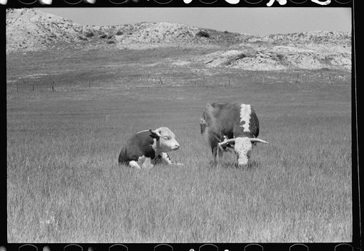 Hereford bulls, Quarter Circle U roundup, Montana