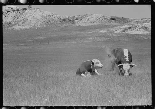 Untitled photo, possibly related to: Hereford bulls, Quarter Circle U roundup, Montana