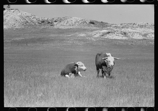 Untitled photo, possibly related to: Hereford bulls, Quarter Circle U roundup, Montana
