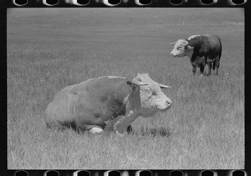 Untitled photo, possibly related to: Hereford bulls, Quarter Circle U roundup, Montana