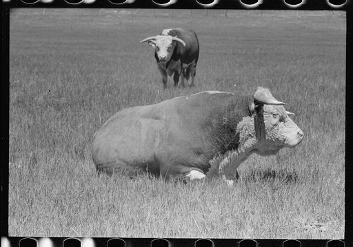 Untitled photo, possibly related to: Hereford bulls, Quarter Circle U roundup, Montana