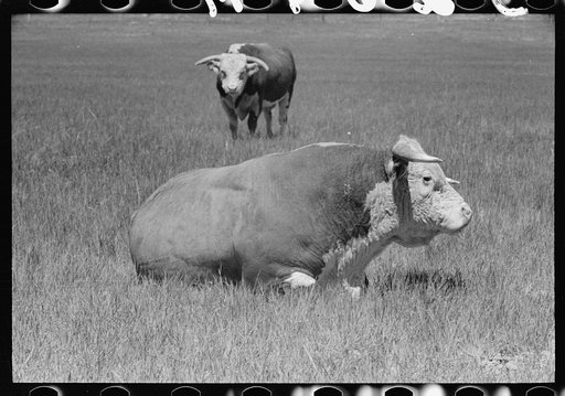 Hereford bulls, Quarter Circle U Ranch, Montana