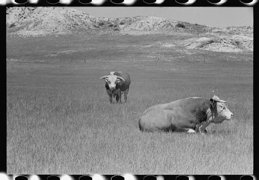 Untitled photo, possibly related to: Hereford bulls, Quarter Circle U Ranch, Montana