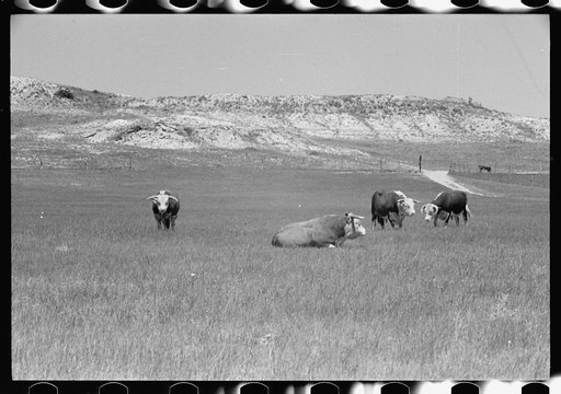 Untitled photo, possibly related to: Hereford bulls, Quarter Circle U Ranch, Montana