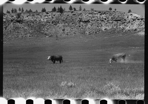 Untitled photo, possibly related to: Hereford bulls, Quarter Circle U Ranch, Montana