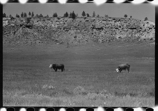 Untitled photo, possibly related to: Hereford bulls, Quarter Circle U Ranch, Montana