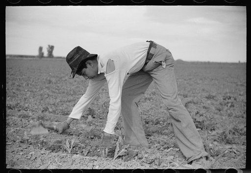 Untitled photo, possibly related to: Young sugar beet worker, Treasure County, Montana