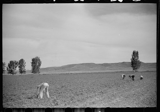 Sugar beet workers, Treasure County, Montana