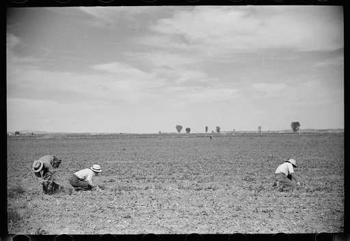 Untitled photo, possibly related to: Sugar beet workers, Treasure County, Montana