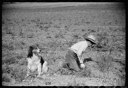 Young sugar beet worker with dog, Treasure County, Montana