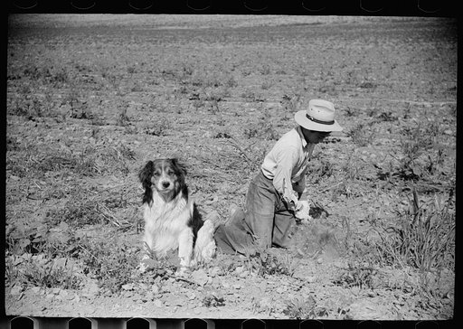 Untitled photo, possibly related to: Young sugar beet worker with dog, Treasure County, Montana