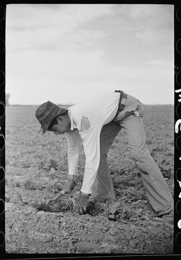 Young sugar beet worker, Treasure County, Montana