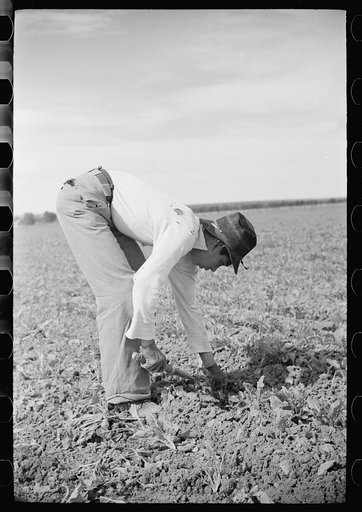 Untitled photo, possibly related to: Young sugar beet worker, Treasure County, Montana