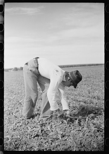 Untitled photo, possibly related to: Young sugar beet worker, Treasure County, Montana