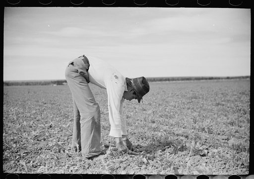 Young sugar beet workers chopping sugar beets, Treasure County, Montana
