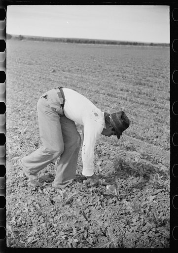 Untitled photo, possibly related to: Young sugar beet workers chopping sugar beets, Treasure County, Montana