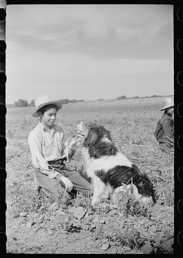 Untitled photo, possibly related to: Young sugar beet worker with dog, Treasure County Montana