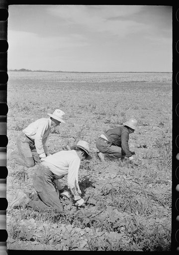 Untitled photo, possibly related to: Sugar beet workers, Treasure County, Montana