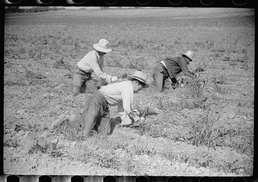 Sugar beet workers, Treasure County, Montana