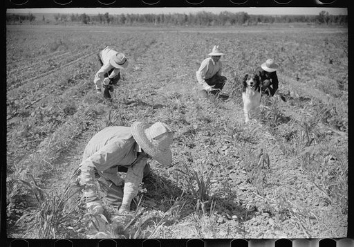 Untitled photo, possibly related to: Sugar beet workers, Treasure County, Montana