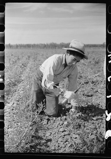 Young sugar beet worker, Treasure County, Montana