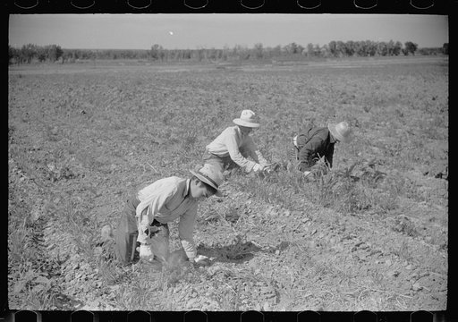 Untitled photo, possibly related to: Sugar beet workers, Treasure County, Montana