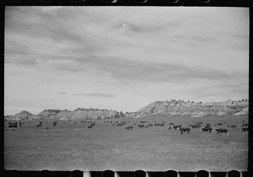 Untitled photo, possibly related to: Cattle grazing, Big Horn County, Montana