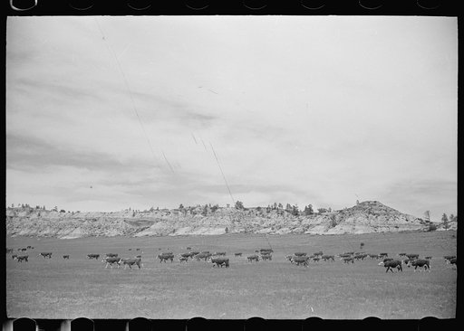 Untitled photo, possibly related to: Cattle grazing, Big Horn County, Montana