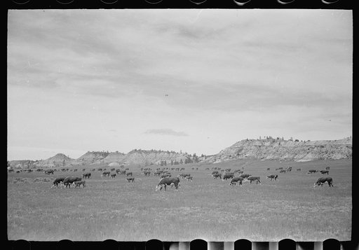 Cattle grazing, Big Horn County, Montana