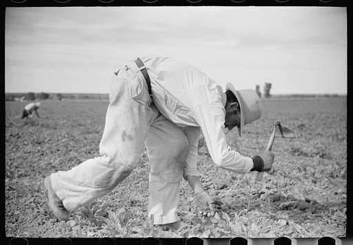 Chopping sugar beets, Treasure County, Montana
