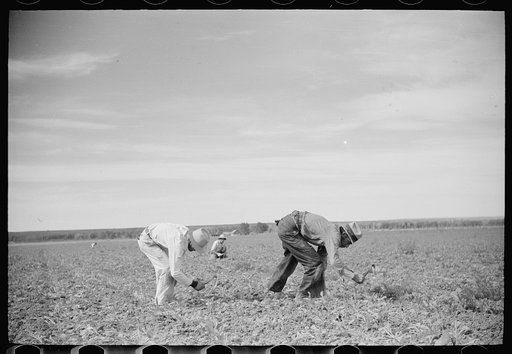 Sugar beet workers, Treasure County, Montana