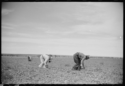 Untitled photo, possibly related to: Sugar beet workers, Treasure County, Montana